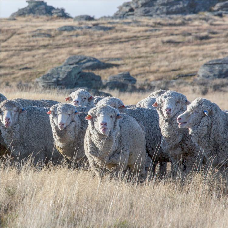 Μάλλινα Υφάσματα